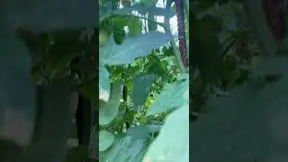Не сажайте помидоры пока не увидите это…😂😂😂 Парадайз Розовый гигант Гудермес Чечня