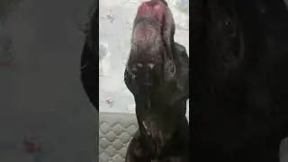 Слюни пузырями 