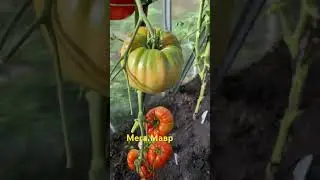Мега Мавр томат гигант #огород #овощи #сад #дача #урожай #помидорыгиганты #томаты #теплица