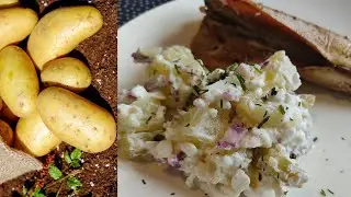 Вот что нужно готовить из КAРТОФЕЛЯ летом! Fresh POTATO salad in summer КАРТОШКА
