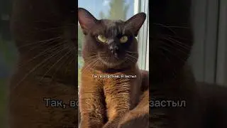 Чокотерапия 🐾🤎 