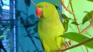 Parrot Chirping Sounds | Natural Parrot Sounds | Parrot Calling Sounds ||