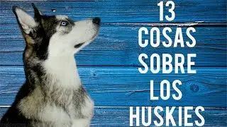 13 Cosas que todos los dueños de un HUSKY saben.