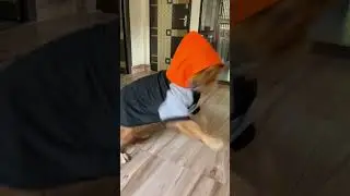 The hooded Golden retriever #goldenretiever #retriever #dog #dogbreed #shortsviral #doglover