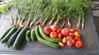 My Garden grew this in 2 days! (mini garden tour)