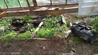 Как посадить  помидоры  в теплице на травяной подушке