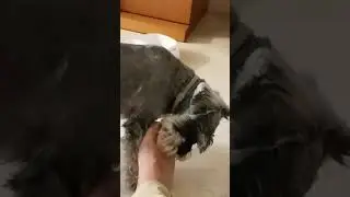 perro lamiendo pies