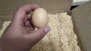 Лучшая порода для домашнего разведения и содержания.