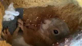 Уже не дикий 🥰 