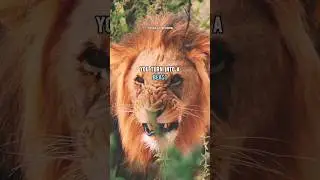 LION TURNS BEAST🔥|ft.LION #lionattitudestatus #lion #lionquotes