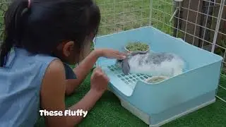Rabbits rabbit questions: 🐇 From Pets to Smart Companions  | Everything You Need to Know!
