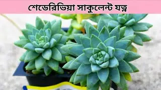 সাডেভেরিয়া সাকুলেন্ট যত্ন || Sedeveria Blue Burrito Succulent Care