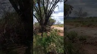 The River Road, Tsavo West National Park