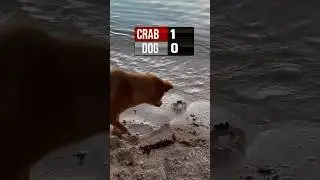 EPIC fight between a CRAB 🦀 and a DOG 🐕 #fighting #animalbattles #nature #dogfight  #epic #funny
