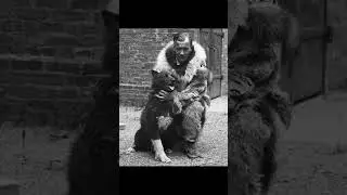 Balto the Siberian husky who saved a town 