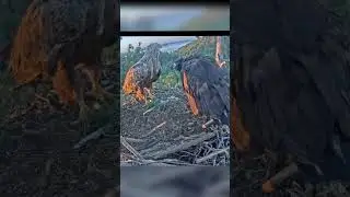 Eaglet angry at dad when returning without fish 