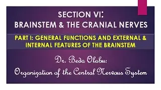 BRAINSTEM & CRANIAL NERVES PART I – MORPHOLOGY OF THE MIDBRAIN, PONS & MEDULLA OBLONGATA