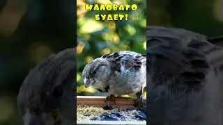 Воробьи в кормушке - Маловато будет!