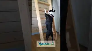 ВНИМАНИЕ! ЧЕЛЛЕНДЖ!