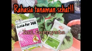 Rahasia tanaman agar awet muda, sehat dan subur. dan cara memindahkan tanaman