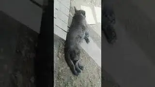 Собака танцует