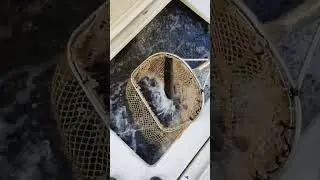щука весенняя пришла 7 мая