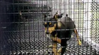 STOP Puppy Mills