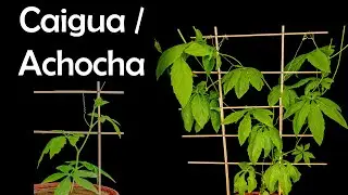 Time lapse - Caigua / Achocha plant growing (37 days)