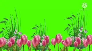 green screen background effect | Shaadi background frame