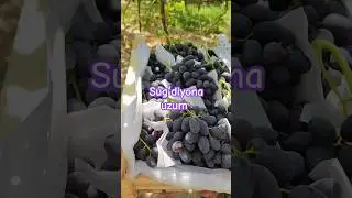 FARGʻONA OLTI ARIQ +998770086100 #uzbekistan #rec #fruit #recs #shortvideo #shorst #recommended