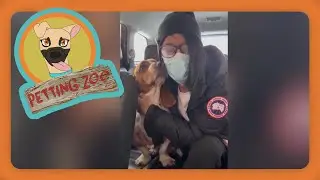Petting Zoo: Neighbors Rescue Missing Dog From The Cold