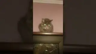 Как разозлить кошку,самая злая кошка,шипит на шкафу
