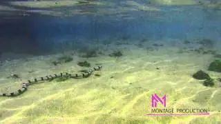 Sea Snake