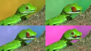 Jello