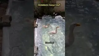 Yeşil ördek gibi daldım göllere @leylagunay