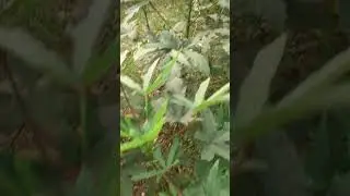 Ladies Finger # ঢেঁড়শ Beautiful Video 2024  #nature #flowers #rain