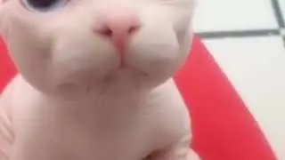 Bingus (ORIGINAL COPY, HD)