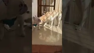 Penny french bulldog got scared of mango labrador