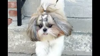 Shih Tzu QianQian strolling on Long Island - Little Prince Diary
