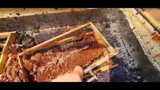 Güneş enerjisi ile petekleri eritmek