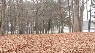 Innova Gstar Leopard Test