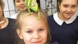 Классный час Чудо природы- йеменский хамелеон
