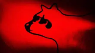 Red Raccoon Cinematic Ident