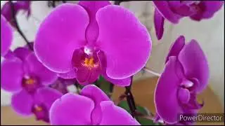 Цветение орхидей к 8 марта 2024г🎉💐🌺.