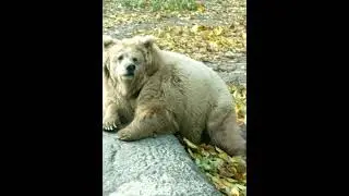 медведь зоопарк