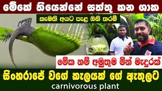 මෙතන සත්තු කන ශාක තියෙනවා | සිංහරාජේ වගේ කැලයක් ගේ ඇතුලේ වගේම බෝතලෙත් හදනවා | aqua leads aquarium