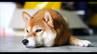What is Xledger? Let our office dog show you!
