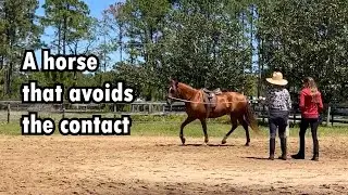 Longeing the Horse that Avoids the Contact #classicaldressage