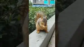 CAN I GET A HUUUU.. #funnyshorts #hungry# #squirrel