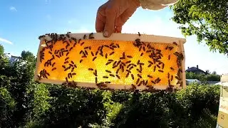 Когда качать мёд? Когда он есть! Июнь 2022 год.